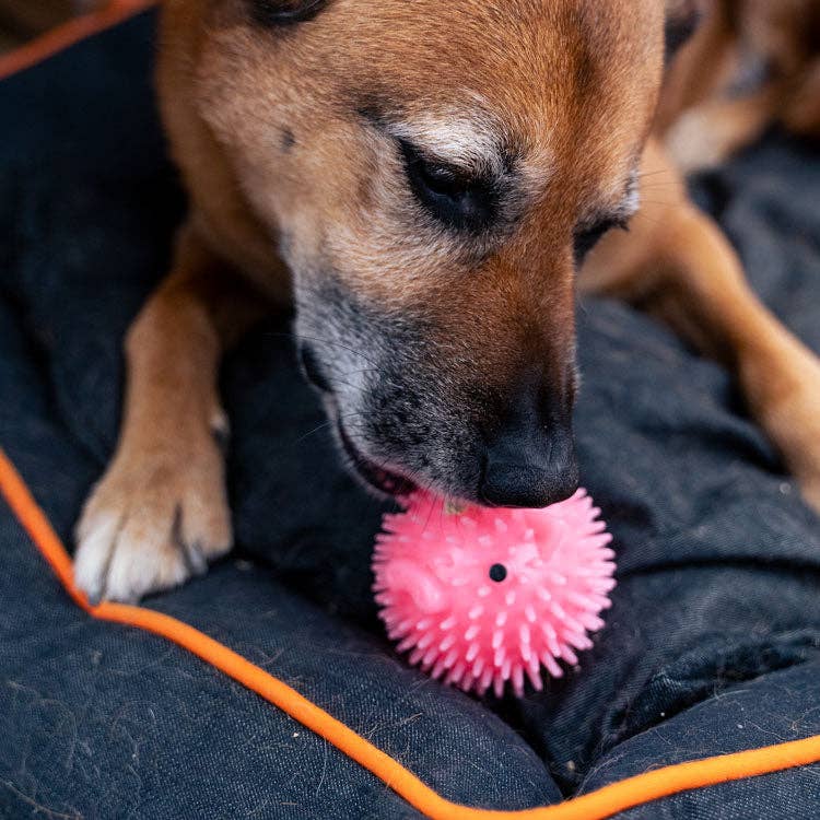 Kikkerland Design Inc - Piggy Dog Ball
